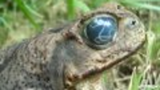 Meet the real-life Hypnotoad. He's absolutely disgusting.